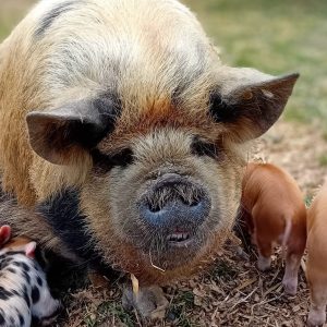 Pig Keeping Course for 1 Gift Card- Introductory Price