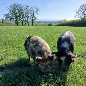 Pig Experience for 2 Gift Card- Introductory Price