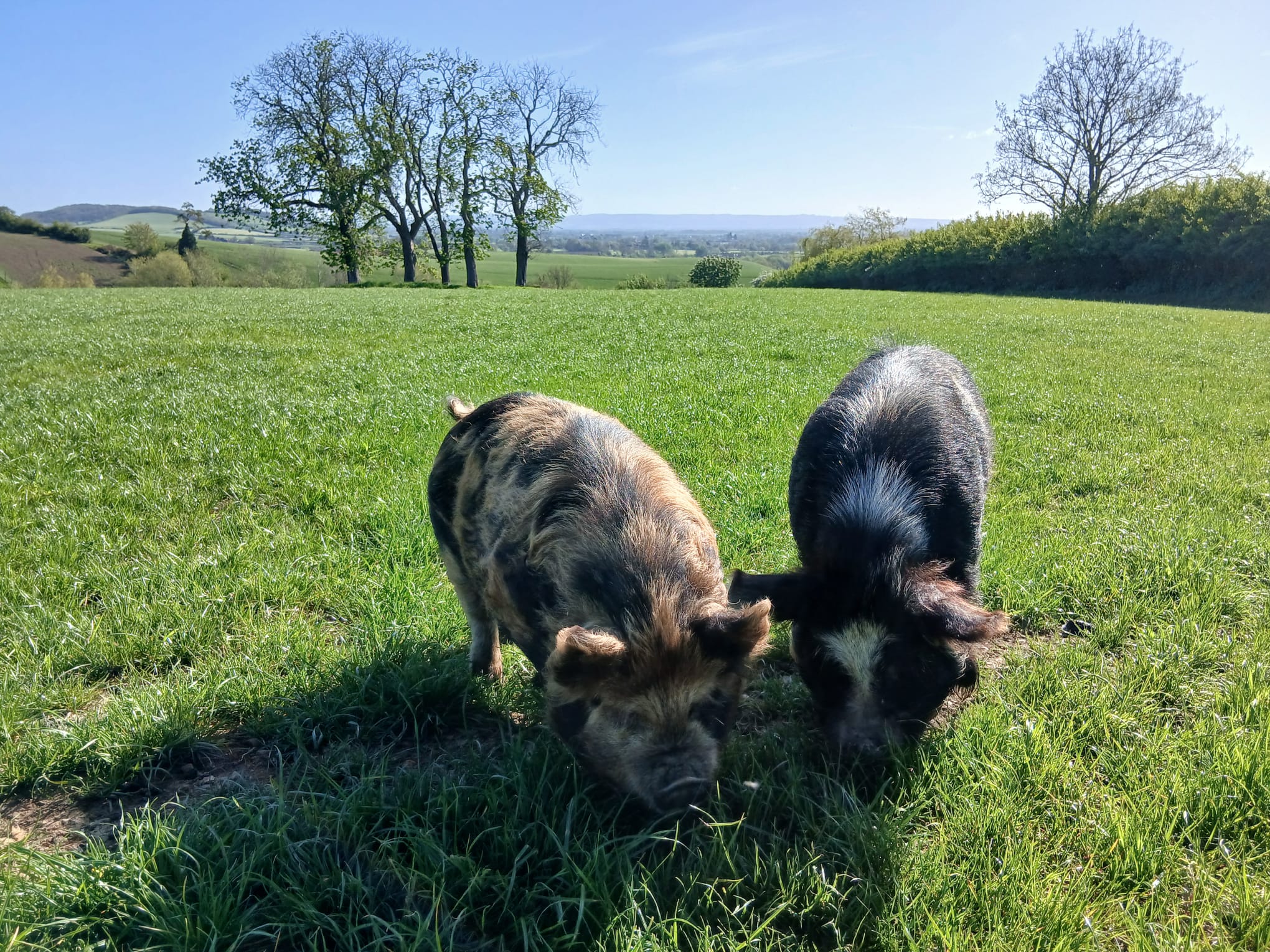 Pig Experience for 1 Gift Card - Introductory Price