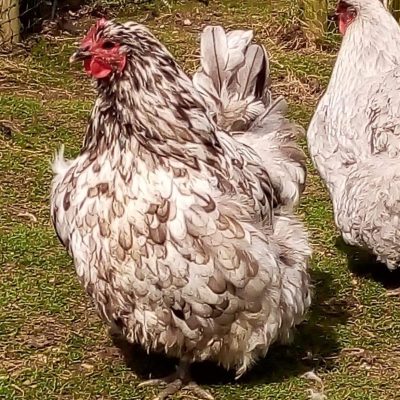 Chicken