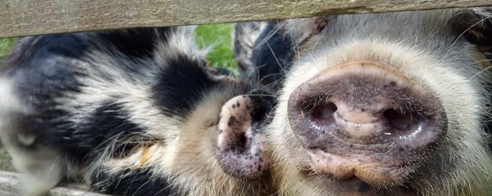 Two pigs looking through gate