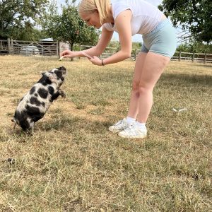 Pig Experience for 1 Gift Voucher - Introductory Price