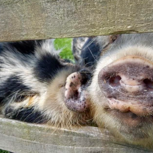 Greeting Card - Two Pigs at the Gate