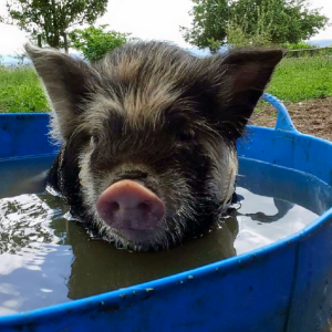 Greeting Card - Piglet Bath Time