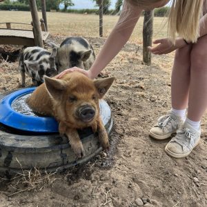 Pig Keeping Course for 1 Gift Voucher - Introductory Price