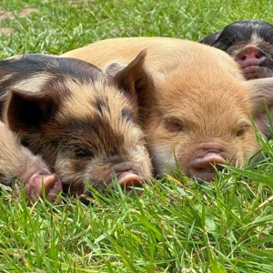 Greeting Card - Sleeping Piglets